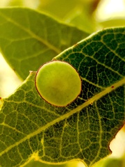 Paracraspis patelloides