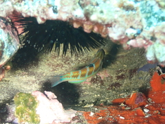 Thalassoma pavo