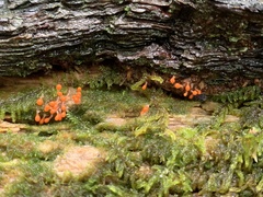 Hemitrichia decipiens