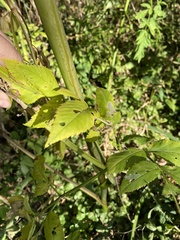 Apioideae