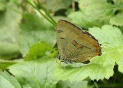 Thecla betulae