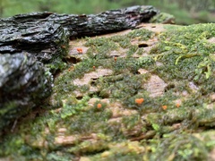 Hemitrichia decipiens