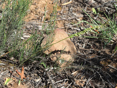 Holothrix burchellii