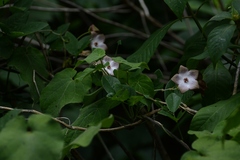 Polystemma guatemalense