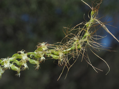 Holothrix burchellii