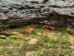 Hemitrichia decipiens