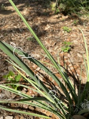 Hesperaloe