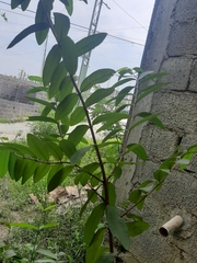 Psidium guajava