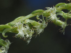 Holothrix burchellii