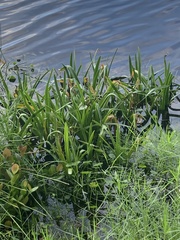 Crinum americanum