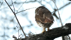 Glaucidium brasilianum