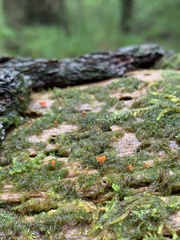 Hemitrichia decipiens