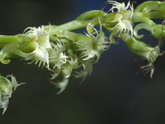 Holothrix burchellii