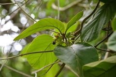 Prestonia mexicana