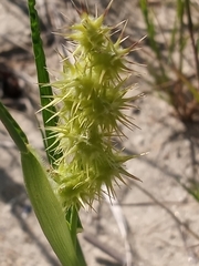 Cenchrus tribuloides
