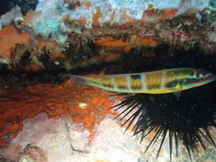 Thalassoma pavo