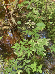 Cicuta maculata