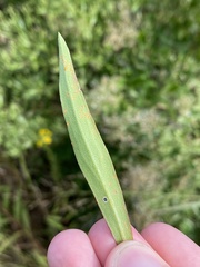 Coleosporium solidaginis