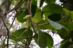 Prestonia mexicana