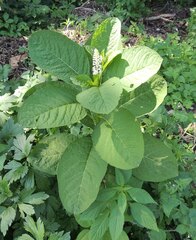 Phytolacca acinosa