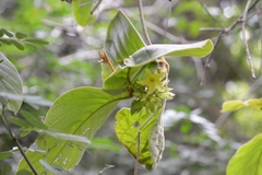 Prestonia mexicana