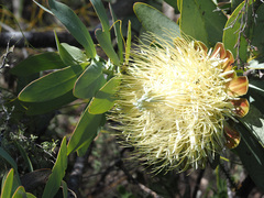 Protea nitida