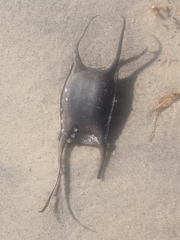 Leucoraja erinaceus