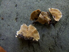 Steccherinum bourdotii