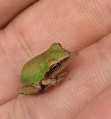 Hyla femoralis