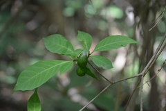 Tabernaemontana hannae