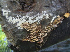 Steccherinum bourdotii