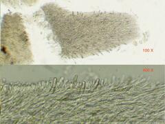 Steccherinum bourdotii