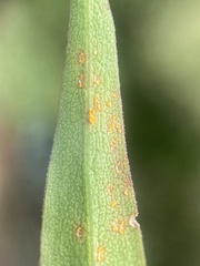 Coleosporium solidaginis