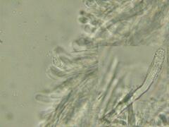 Steccherinum bourdotii