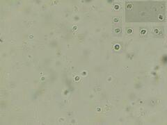 Steccherinum bourdotii