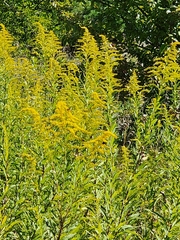 Solidago altissima