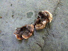 Steccherinum bourdotii