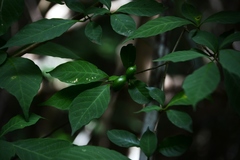 Tabernaemontana hannae