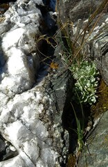 Saxifraga paniculata