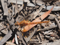 Crocothemis sanguinolenta