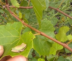 Hyla femoralis