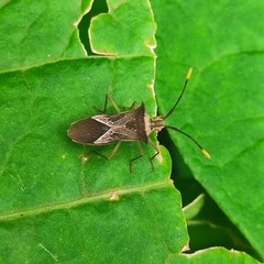 Cletomorpha