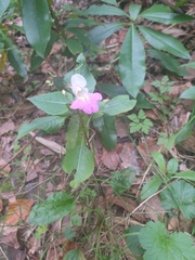 Impatiens balfourii