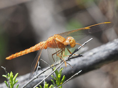 Crocothemis sanguinolenta