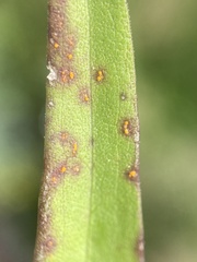 Coleosporium solidaginis