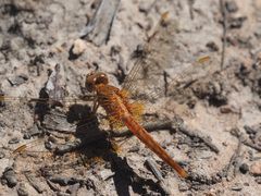 Crocothemis sanguinolenta