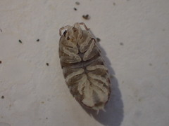 Alloniscus perconvexus