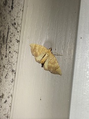 Eulithis diversilineata