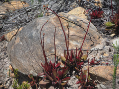 Crassula atropurpurea