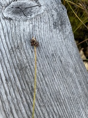Carex chordorrhiza